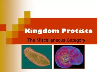 Kingdom Protista