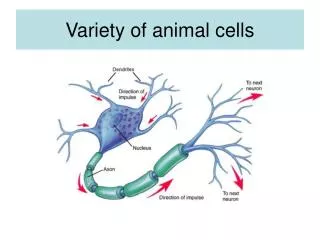 Variety of animal cells