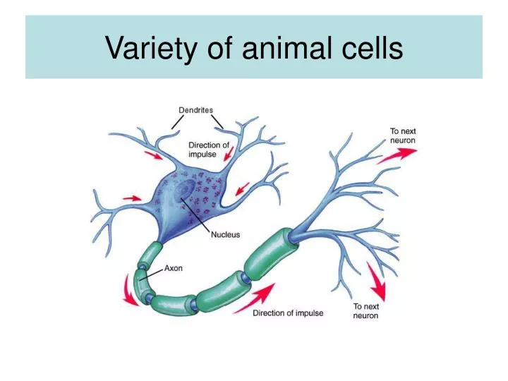 variety of animal cells