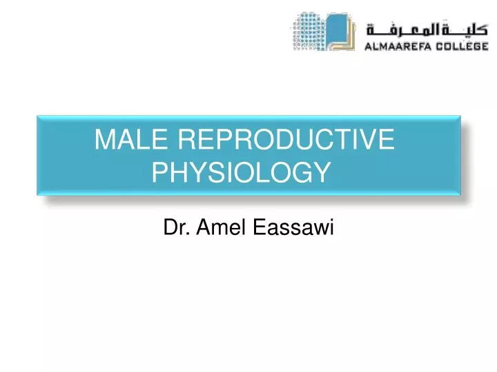 male r eproductive physiology