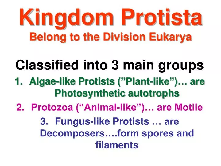 kingdom protista belong to the division eukarya