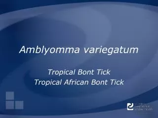 Amblyomma variegatum