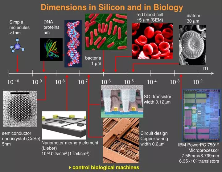 dimensions in silicon and in biology
