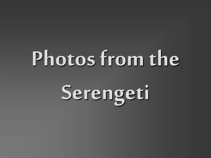 photos from the serengeti