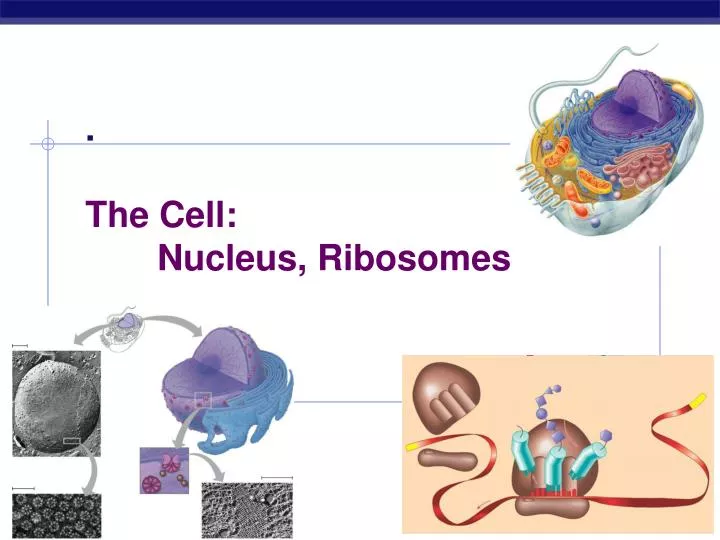 the cell nucleus ribosomes