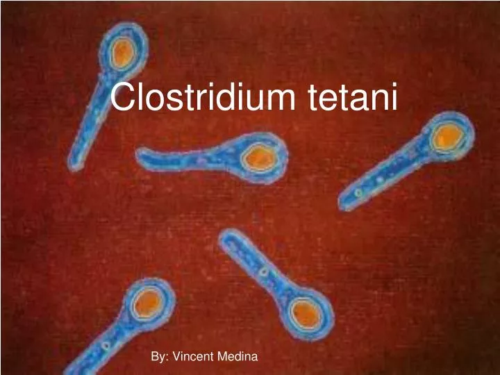 clostridium tetani spores