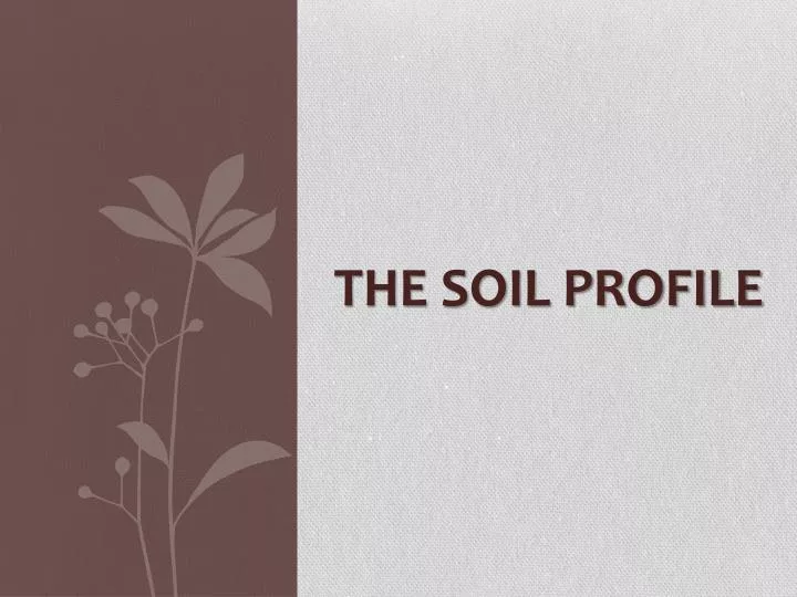 the soil profile