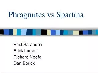 Phragmites vs Spartina