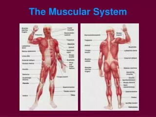 The Muscular System