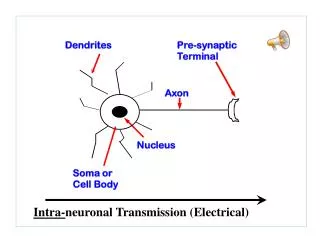 Intra- neuronal Transmission (Electrical)