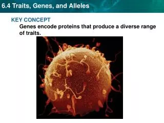 KEY CONCEPT Genes encode proteins that produce a diverse range of traits.