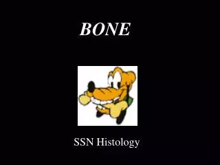 BONE