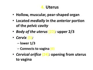 4. Uterus