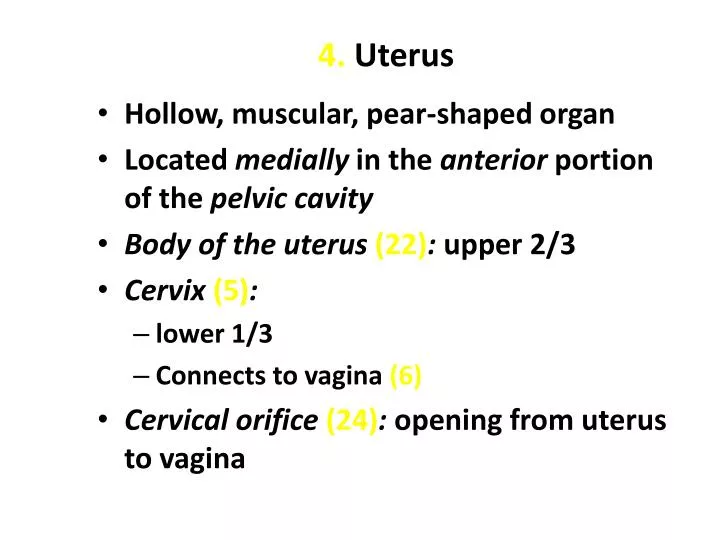 4 uterus