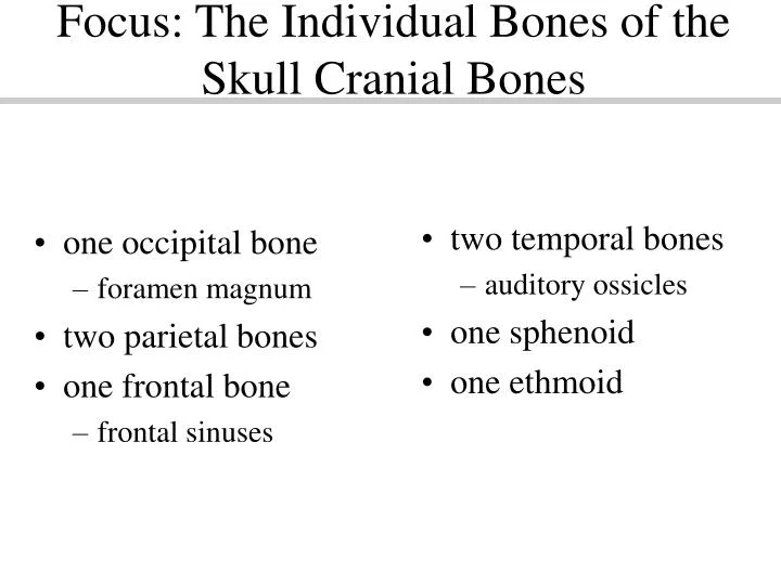 focus the individual bones of the skull cranial bones