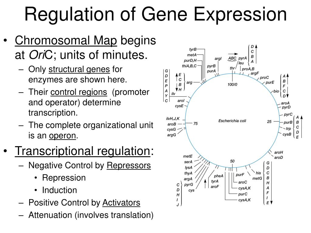 PPT - Regulation of Gene Expression PowerPoint Presentation, free ...