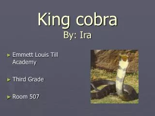 King cobra By: Ira