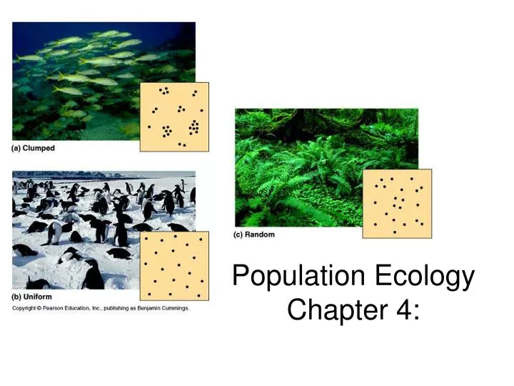 population ecology chapter 4