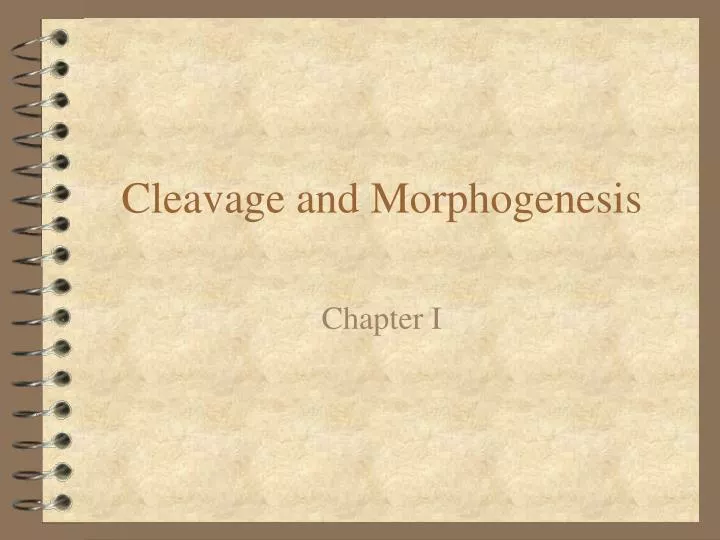 cleavage and morphogenesis