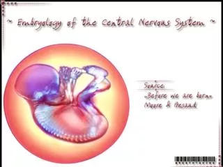 Origin of the nervous system