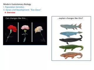 Modern Evolutionary Biology I. Population Genetics II. Genes and Development: &quot;Evo-Devo&quot; A. Overview