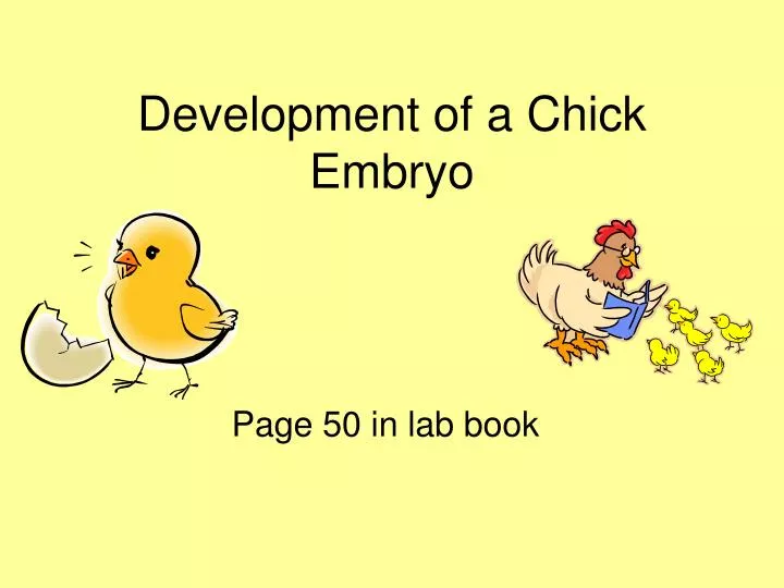 development of a chick embryo