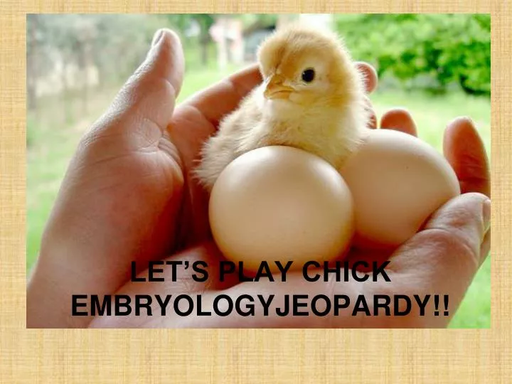 let s play chick embryologyjeopardy