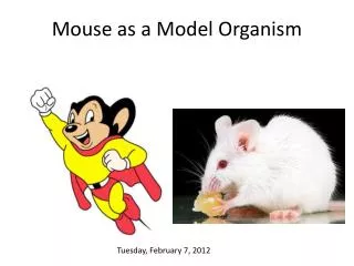 Mouse as a Model Organism