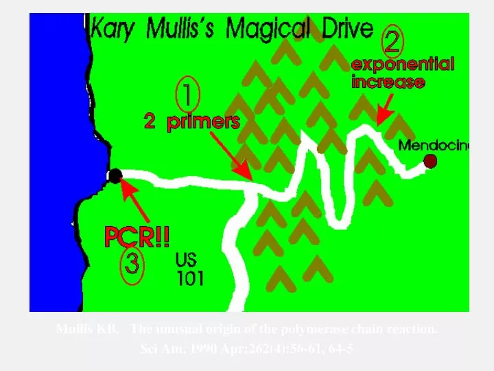 mullis kb the unusual origin of the polymerase chain reaction sci am 1990 apr 262 4 56 61 64 5