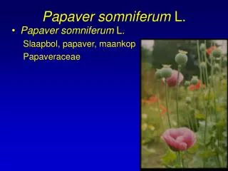 Papaver somniferum L.