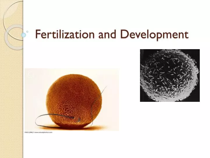 fertilization and development