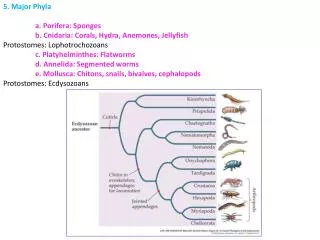 5. Major Phyla 	a. Porifera: Sponges 	b. Cnidaria: Corals, Hydra, Anemones, Jellyfish Protostomes: Lophotrochozoans 	c.