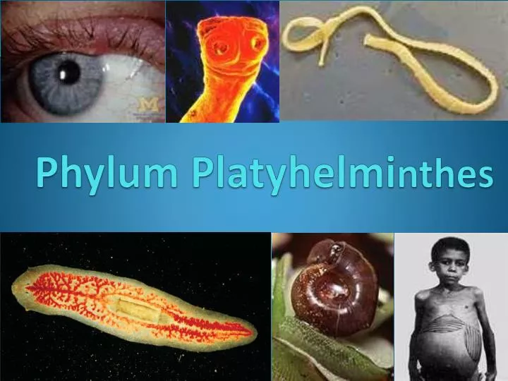 phylum platyhelmi nthes