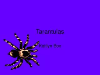 Tarantulas