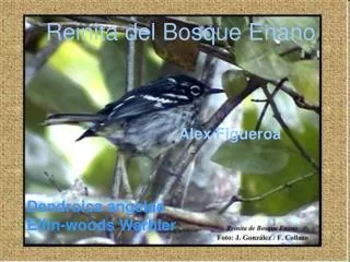 reinita del bosque enano