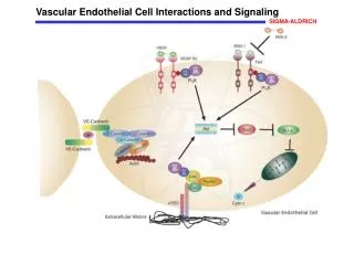 Vascular Endothelial Cell Interactions and Signaling