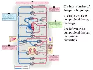 The heart consists of two parallel pumps . The right ventricle pumps blood through the lungs.