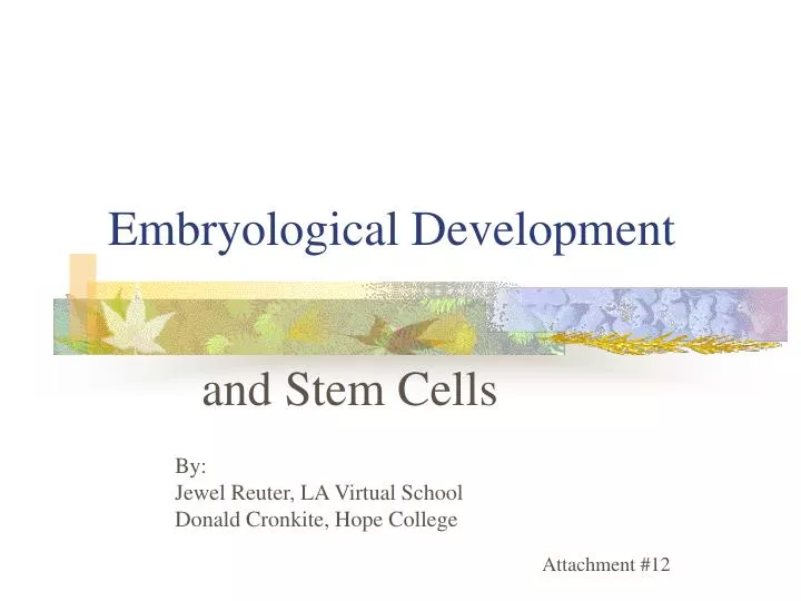embryological development