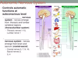 Autonomic Nervous System