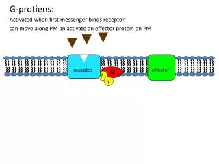G-protiens: Activated when first messenger binds receptor can move along PM an activate an effector protein on PM