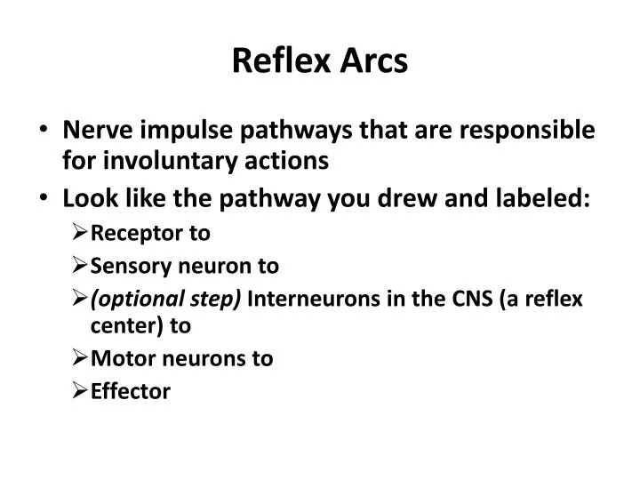 reflex arcs