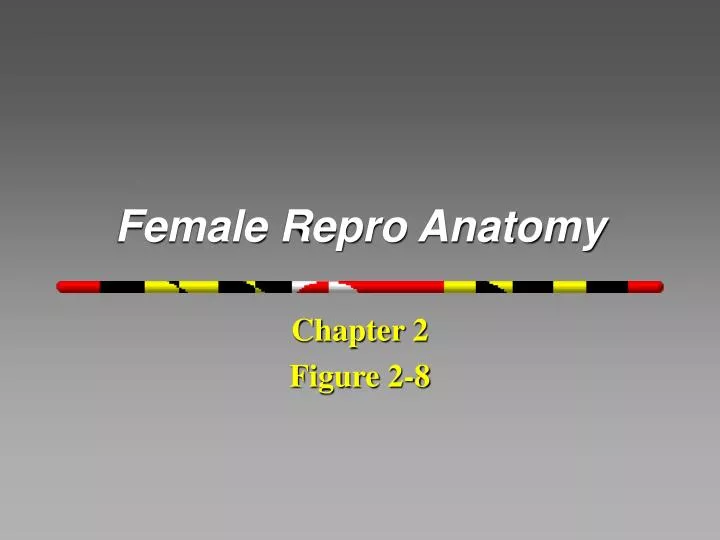 female repro anatomy