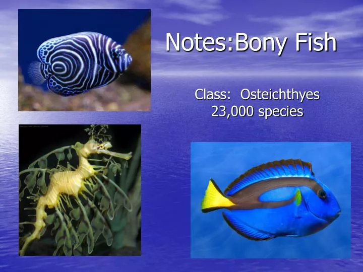 notes bony fish