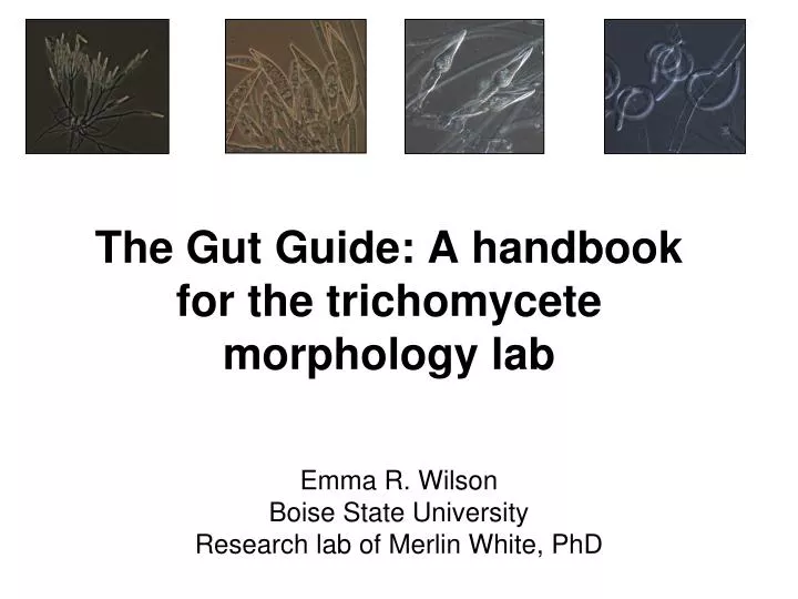 the gut guide a handbook for the trichomycete morphology lab