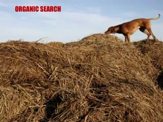 ORGANIC SEARCH