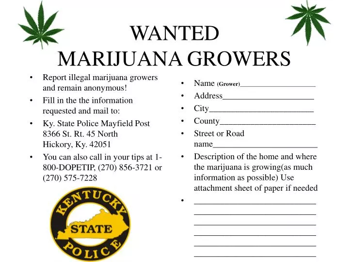 wanted marijuana growers