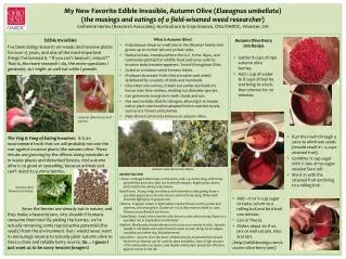 My New Favorite Edible Invasible , Autumn Olive ( Elaeagnus umbellata )