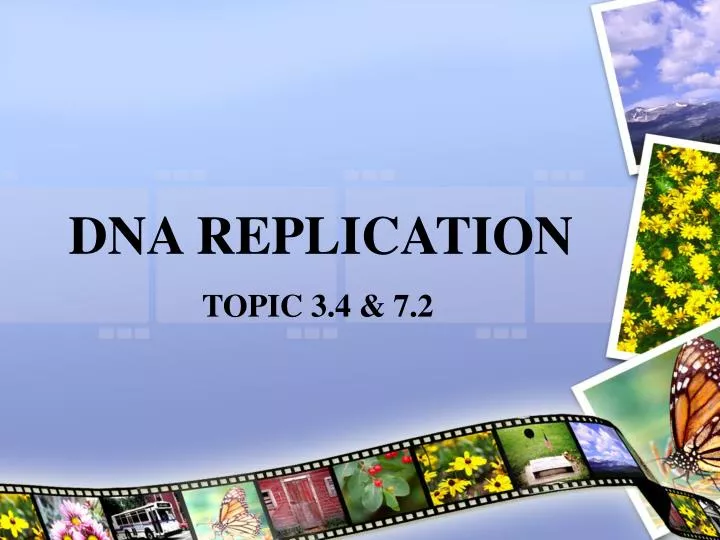 dna replication