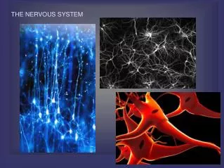 THE NERVOUS SYSTEM