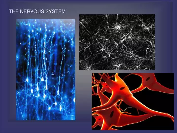 the nervous system